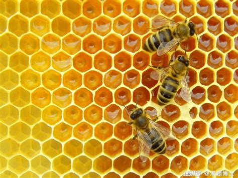 蜜蜂建巢